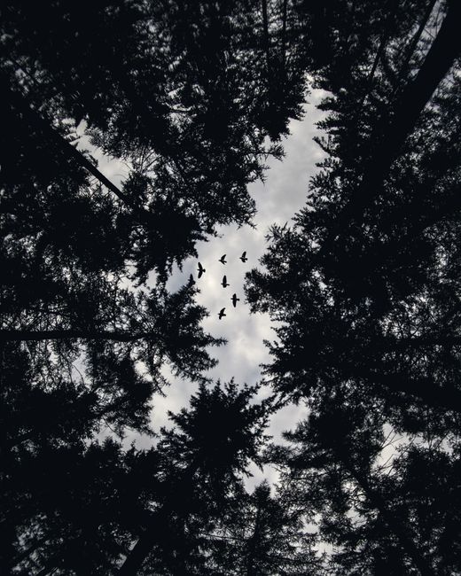 Monochrome view of birds flying above forest trees in Velen, Germany, capturing nature's serenity.