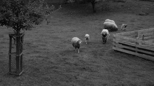 Free Grayscale Photo of Herd of Sheep on Grass Field Stock Photo