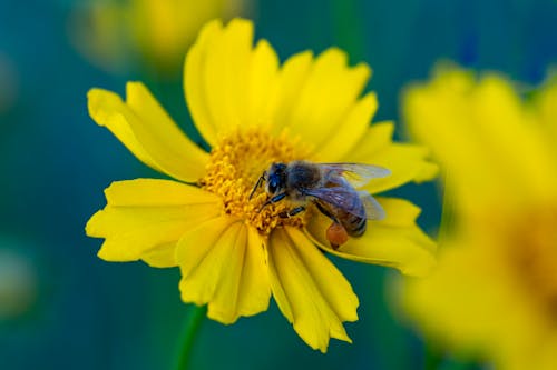 Foto profissional grátis de abelha, amarelo, brilhante