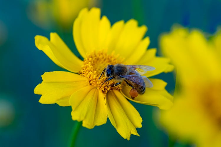 Yellow And Black Bee On Yellow Flower