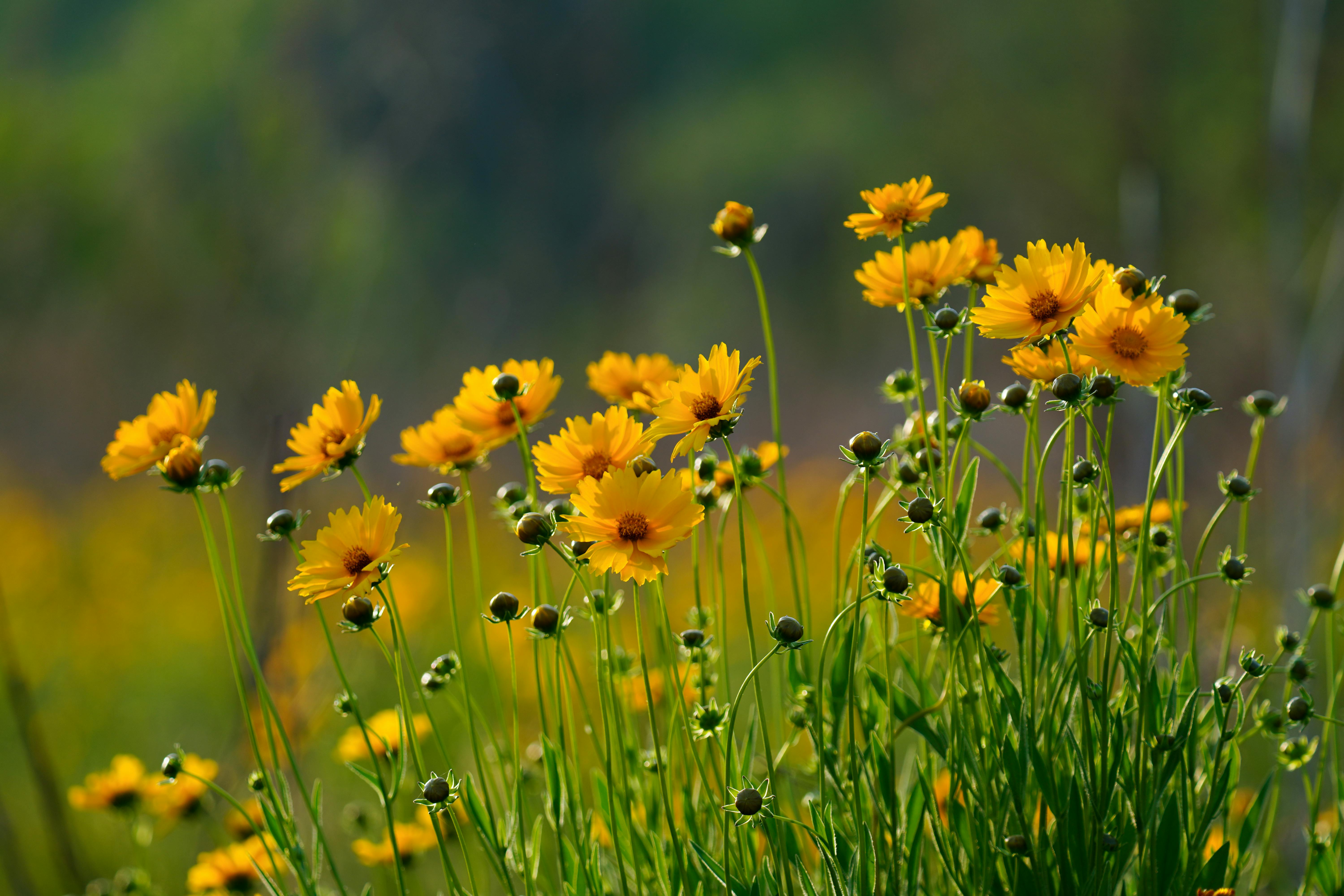 Yellow Flowers in Bloom · Free Stock Photo