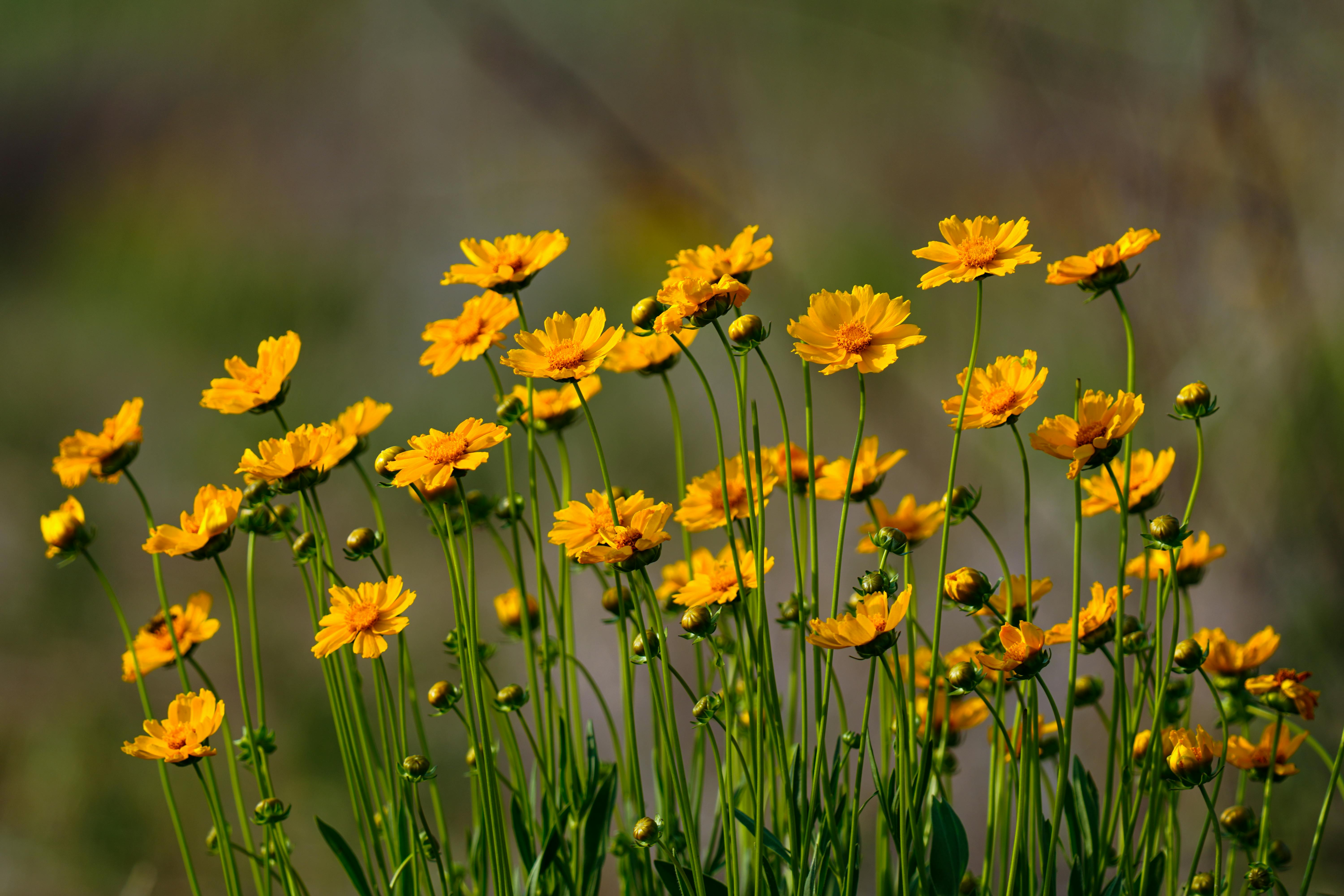 Yellow Flowers in Bloom · Free Stock Photo