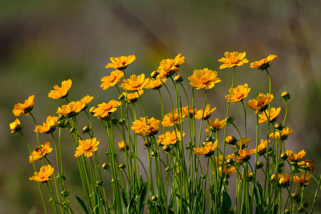 Ilmainen kuvapankkikuva tunnisteilla coreopsis basalis, epäselvä tausta, kasvikunta