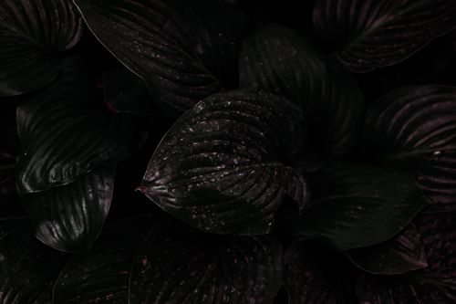 Free Close-up of dark green leaves with a natural, textured pattern creating a moody aesthetic. Stock Photo