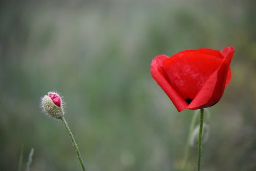 Red Poppy in Bloom