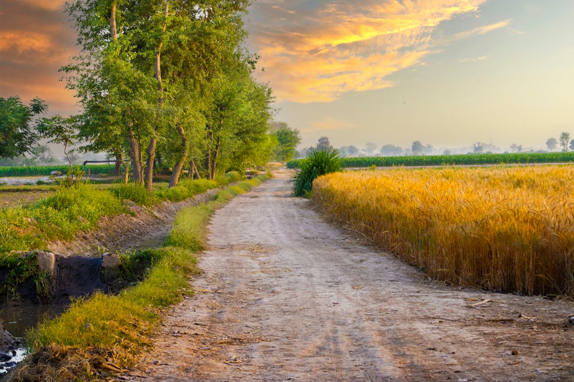 Безкоштовне стокове фото на тему «ґрунтова дорога, дерева, Захід сонця»