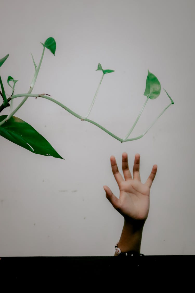 Hand Reaching Towards Plant