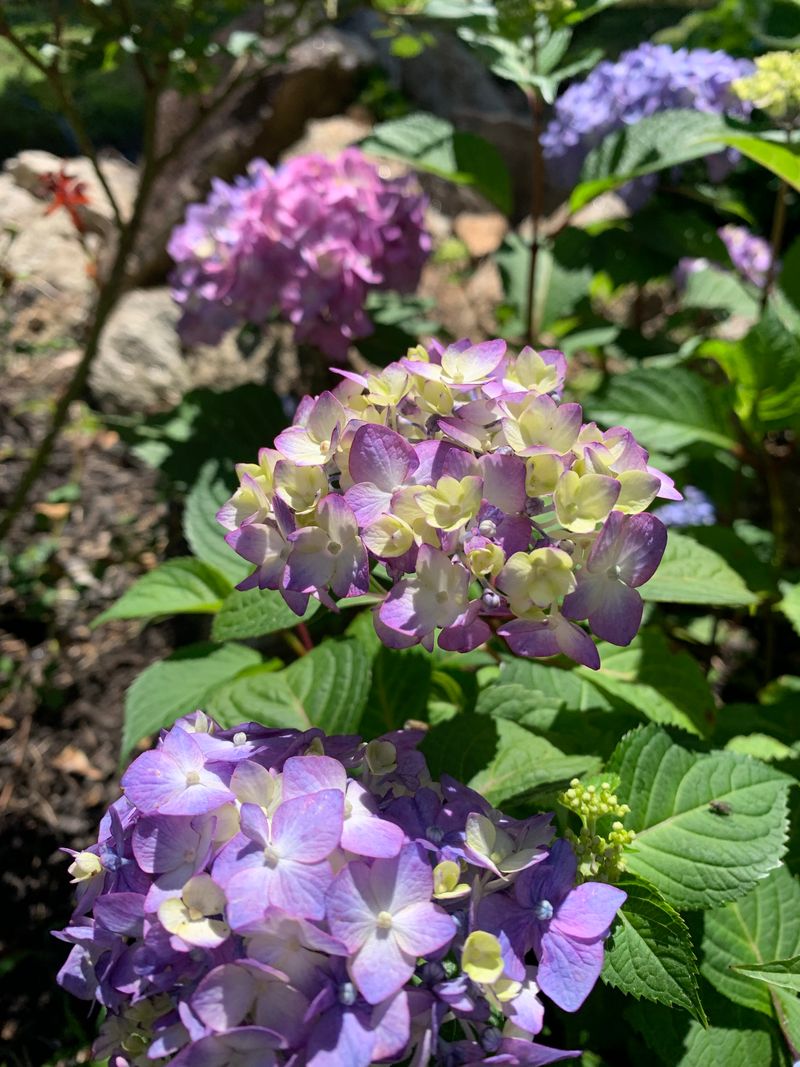 Georgia