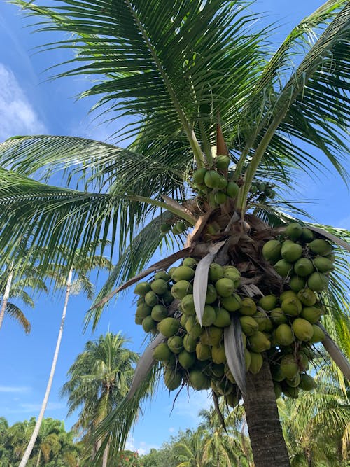 Free stock photo of blue sky, coconut tree, coconuts