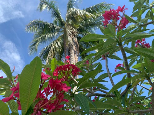 Free stock photo of beautiful flowers, blue sky, palm tree