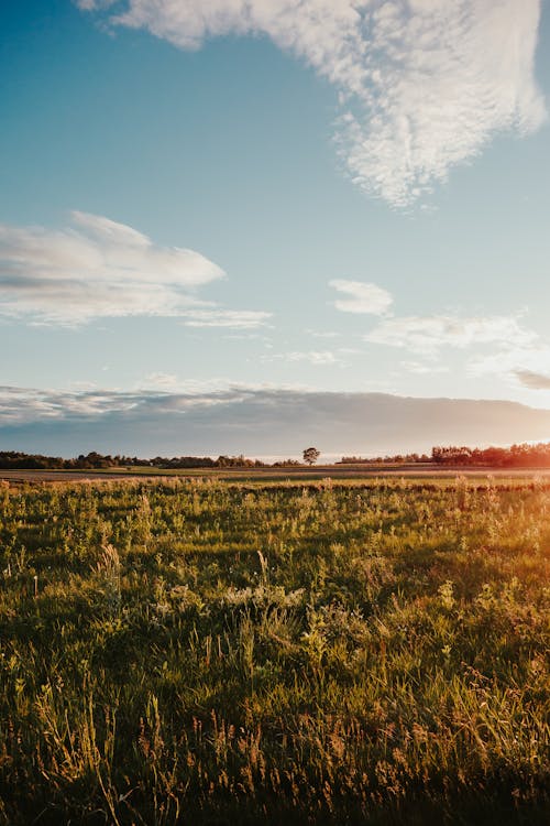 Green Grass Field Under Blue Sky