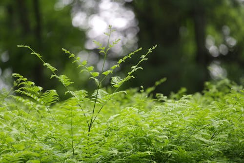 Δωρεάν στοκ φωτογραφιών με bokeh, εργοστάσιο, κήπος