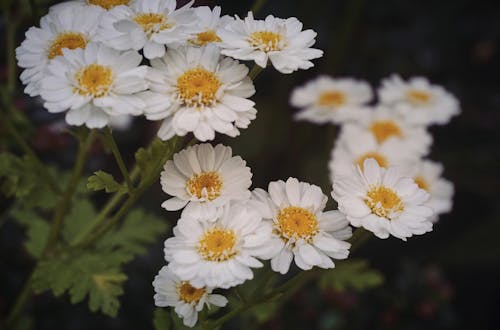 White Daisy Flowers in Bloom