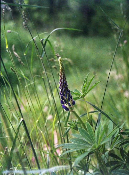 Kostnadsfri bild av blomma, flora, närbild