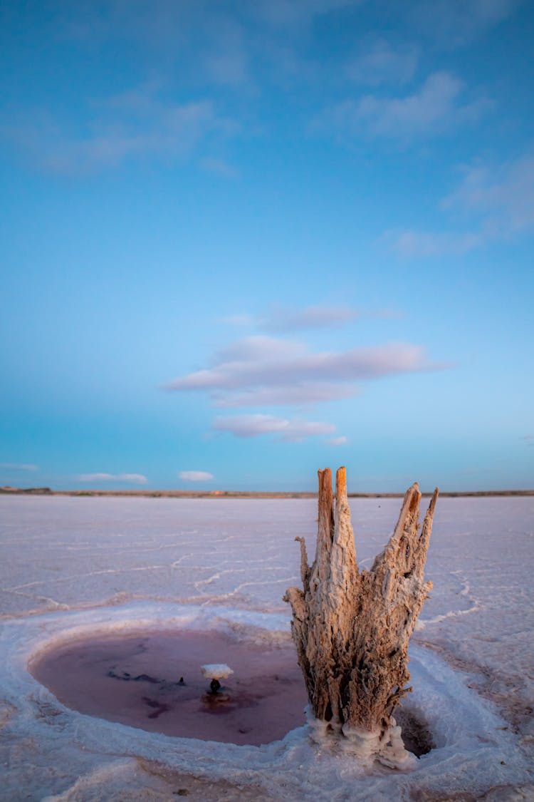 Tree Trunk, Puddle And Salt Plain