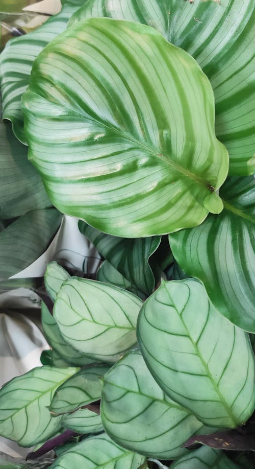Close Up Photo of Green Plants