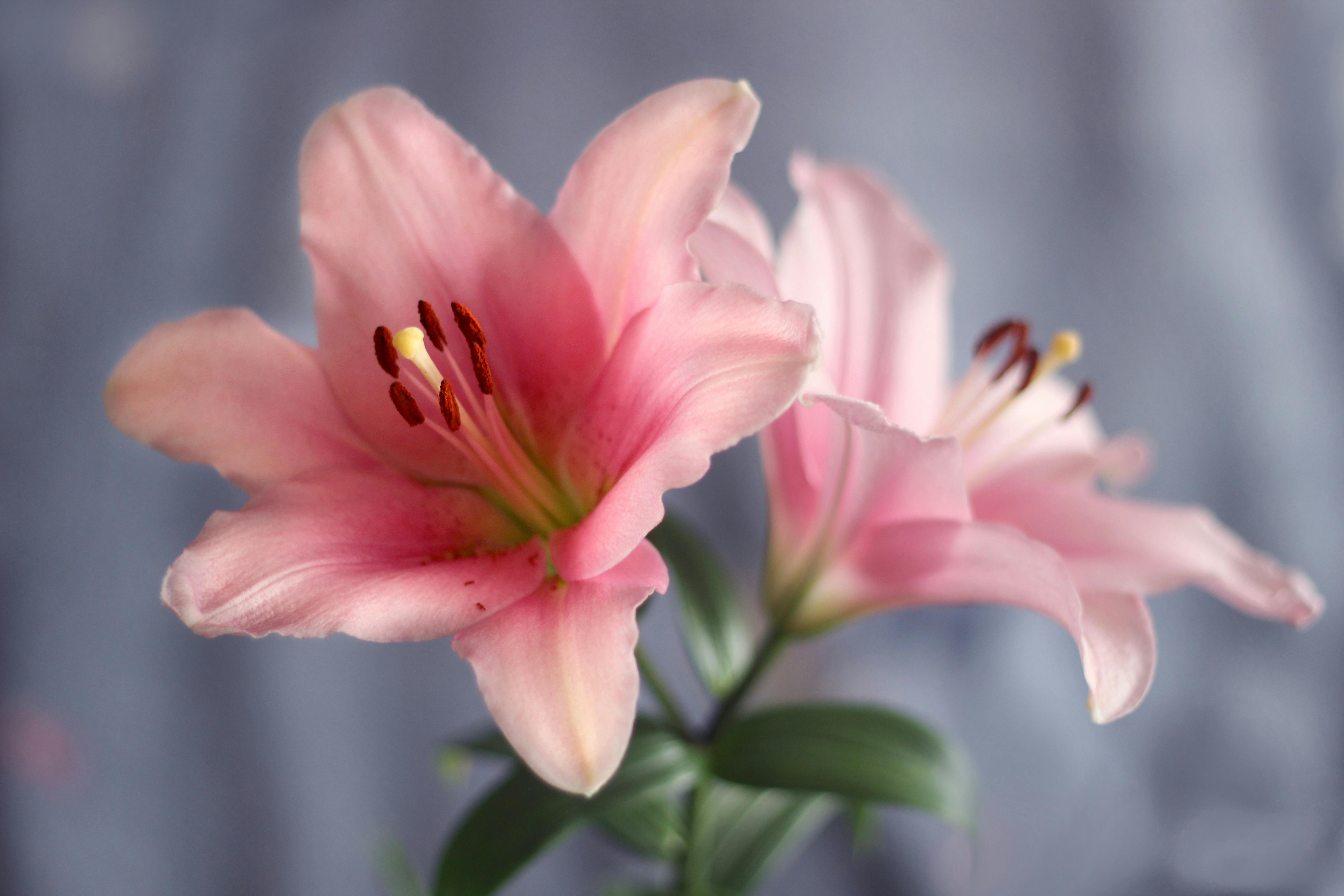 Stunning close-up of pink lily flowers against a soft background, showcasing natural beauty and elegance.