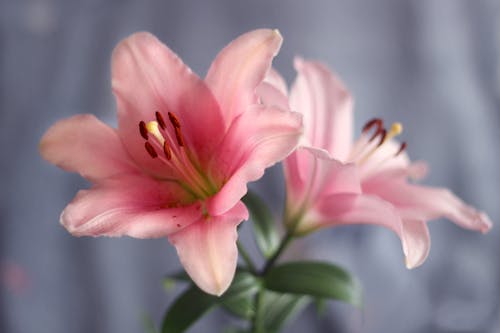 Free A Close-Up Shot of a Lily Flower Stock Photo