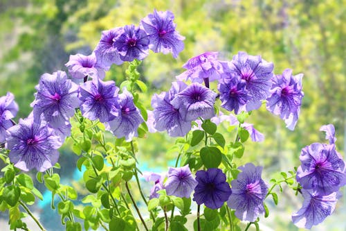 Бесплатное стоковое фото с крупный план, петунии, пурпурные цветы
