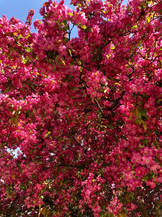 Spring Bright Tree A Tree in Spring · Free Stock Photo