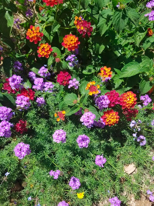 Free stock photo of beautiful flowers, botanical garden, flower garden Stock Photo