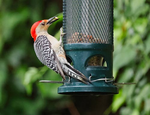 Imagine de stoc gratuită din birdfeeder, ciocănitoare, ciocănitor cu burtă roșie