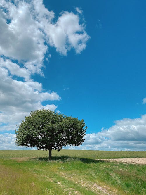 Free Green Tree on Green Grass Field Under Blue Sky and White Clouds Stock Photo