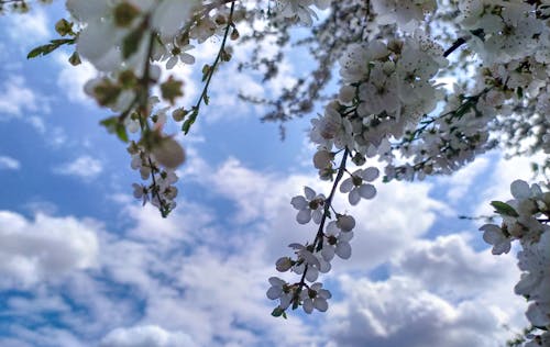 天空, 弹簧, 早晨的天空 的 免费素材图片