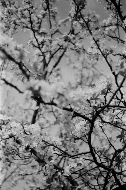 Black and white photo of cherry blossoms, capturing spring's beauty in monochrome.