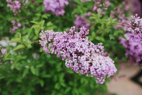 Common Lilac Flowers in Close-up Photography
