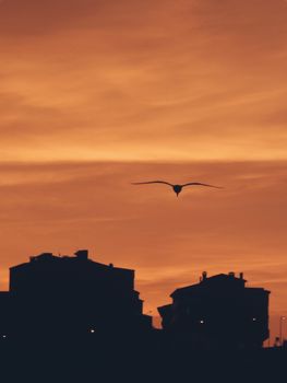 Dramatic silhouette of a bird soaring over city buildings at sunset, against a warm sky.