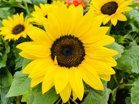 Yellow Sunflower in Close Up Photography