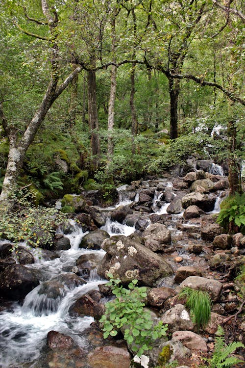 Kostenloses Stock Foto zu dschungel, felsen, fluss