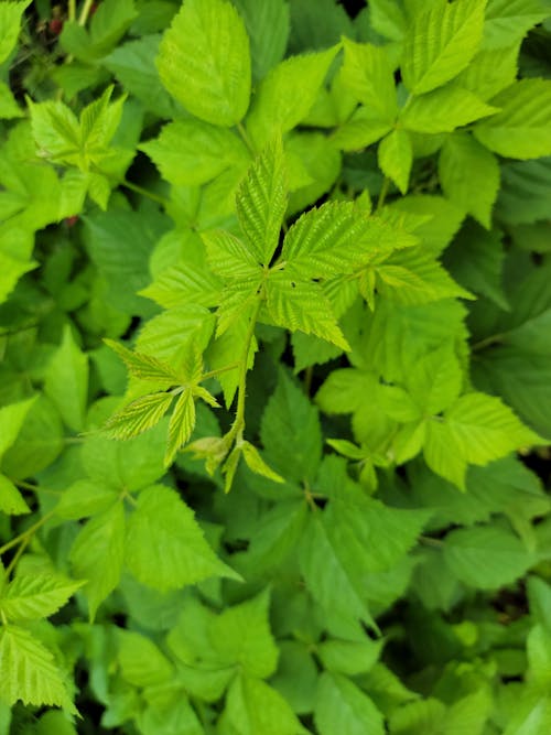 Plant with Green Leaves