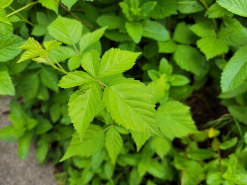 Close-Up Shot of Green Leaves