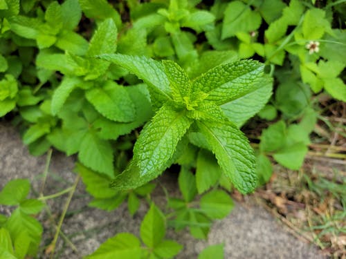 Green Mint Leaves in Tilt Shift Lens