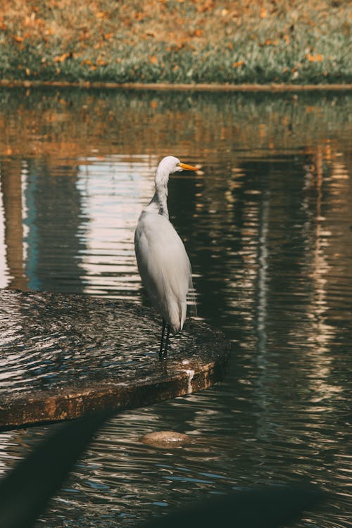 White Egret on Body of Water
