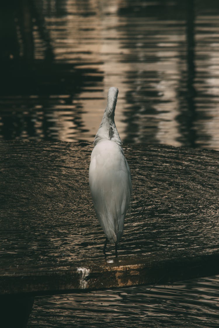 Back View Shot Of Great Egret Standing On A Swamp