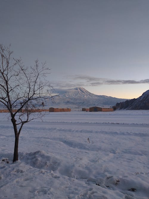 Foto profissional grátis de árvore nua, coberto de neve, inverno
