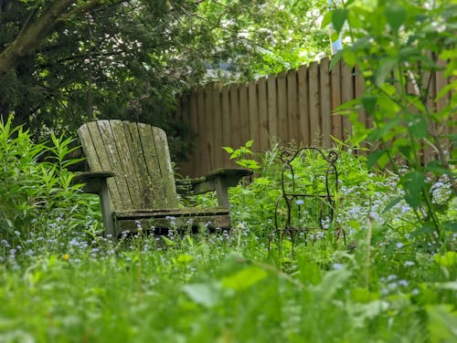 單人沙發, 樹, 籬笆 的 免費圖庫相片