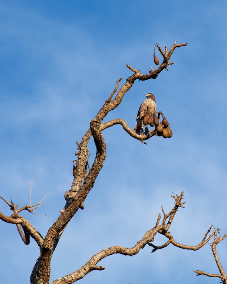 Hawk On Leafless Tree