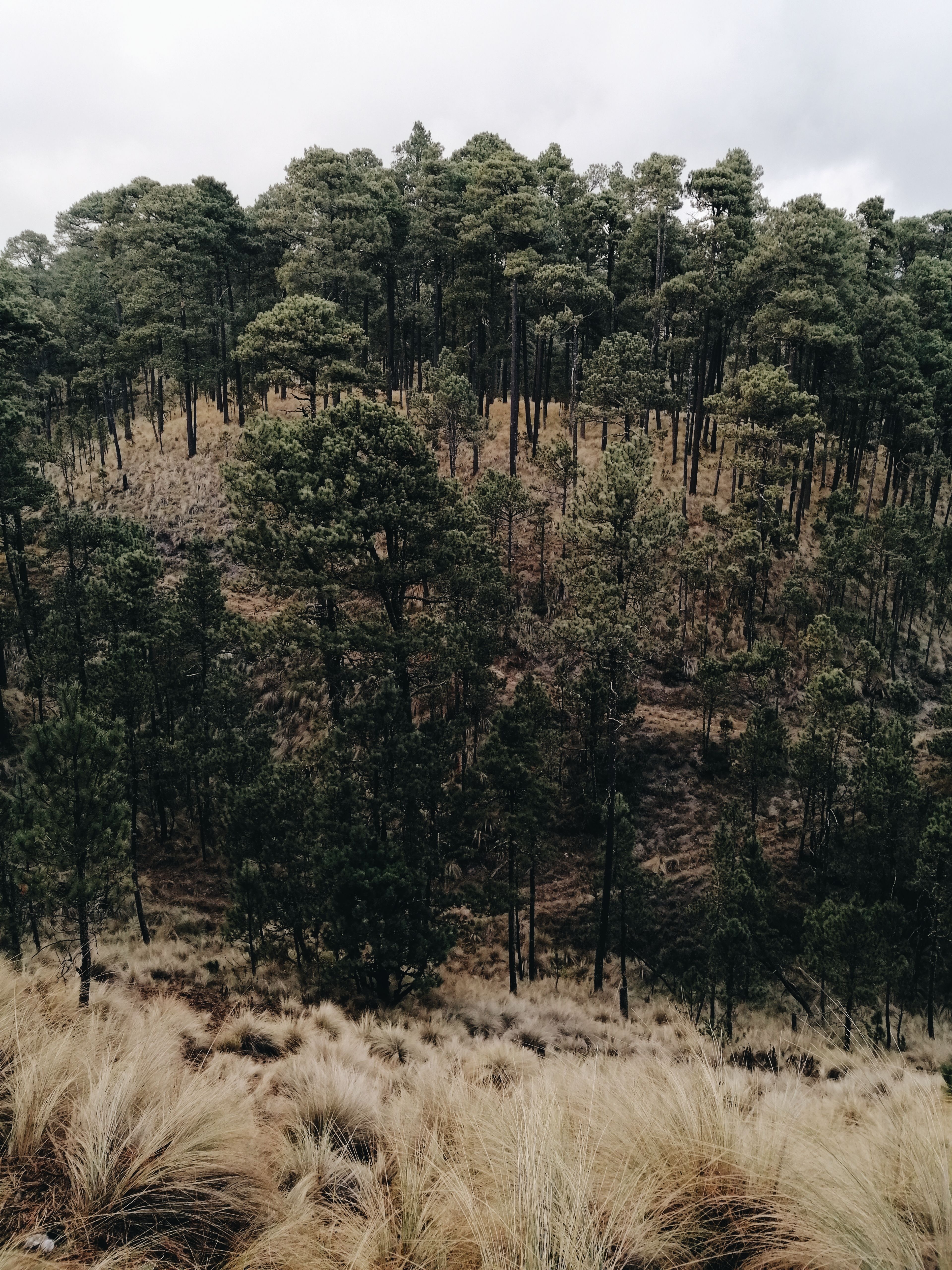 Fotomural Vista elevada de un denso bosque perenne con pinos durante el día.
