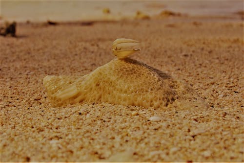 Free Stock Photo Of O Ri Chiraiya Nanhi Si Gudia Free Stock Photo Of O Ri Chiraiya Nanhi Si Gudia