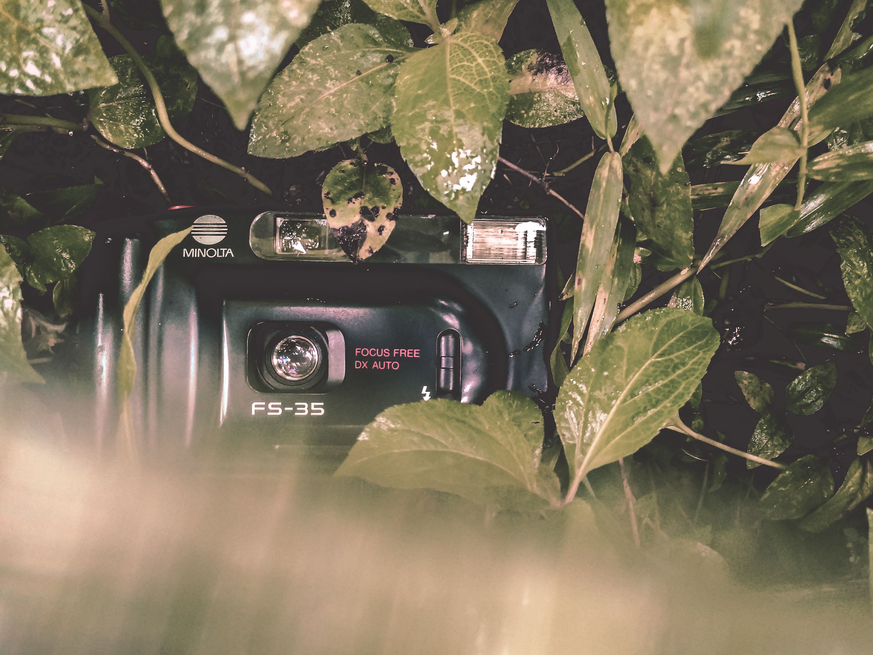 A vintage Minolta camera partially covered by vibrant green leaves, evoking a sense of mystery and nostalgia.