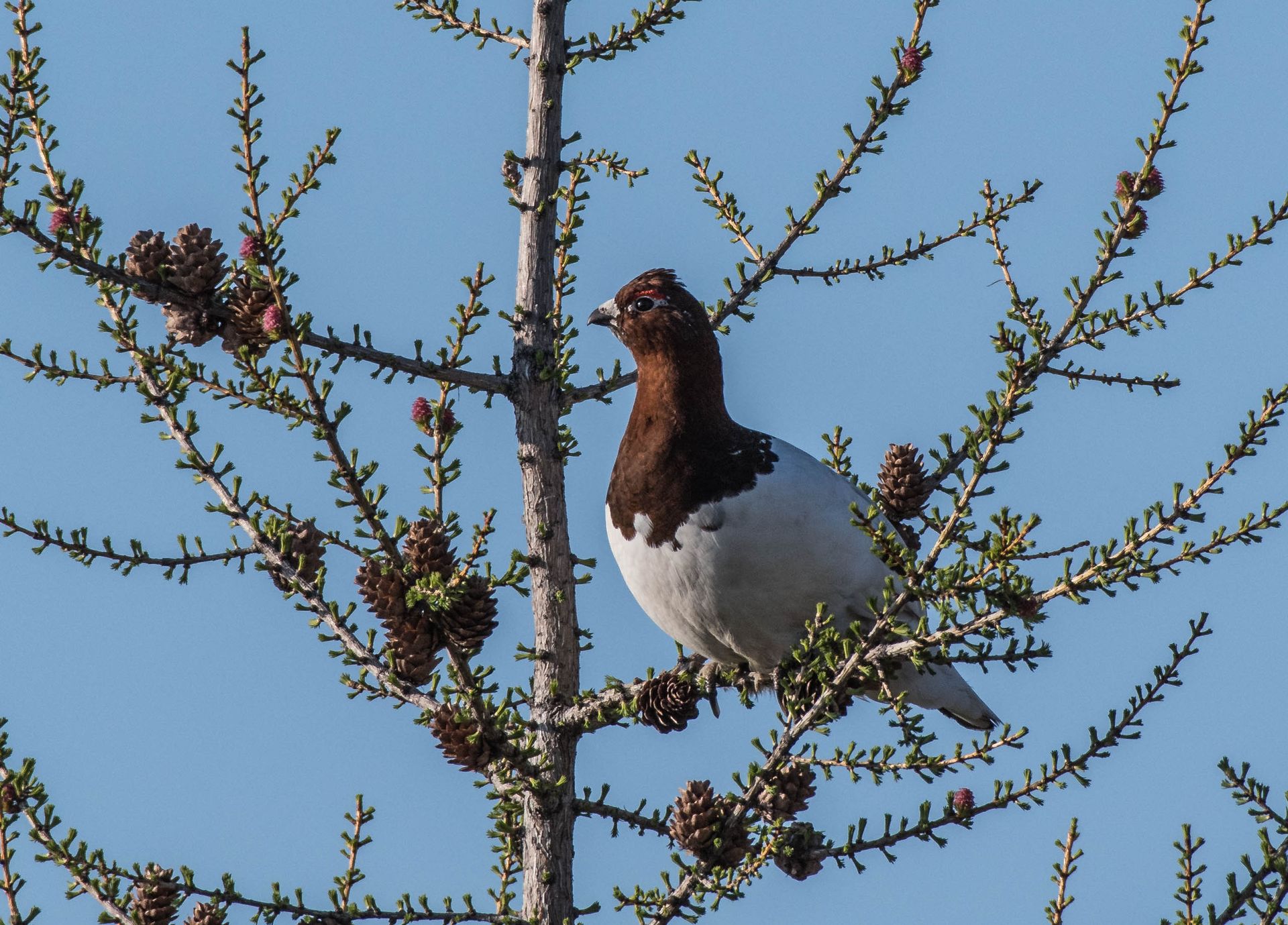 Close-up of a willow ptarmigan perched on a spruce branch against a clear blue sky.