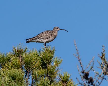 Brown and White Bird Perched on Green Plant