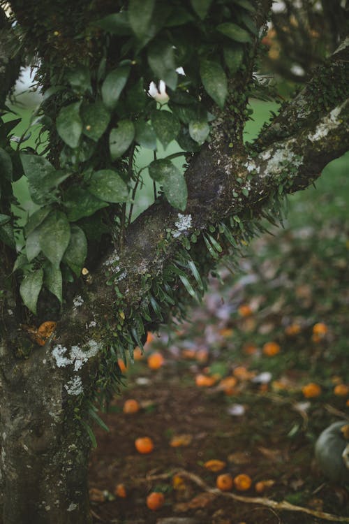 Бесплатное стоковое фото с вертикальный выстрел, дерево, зеленые листья