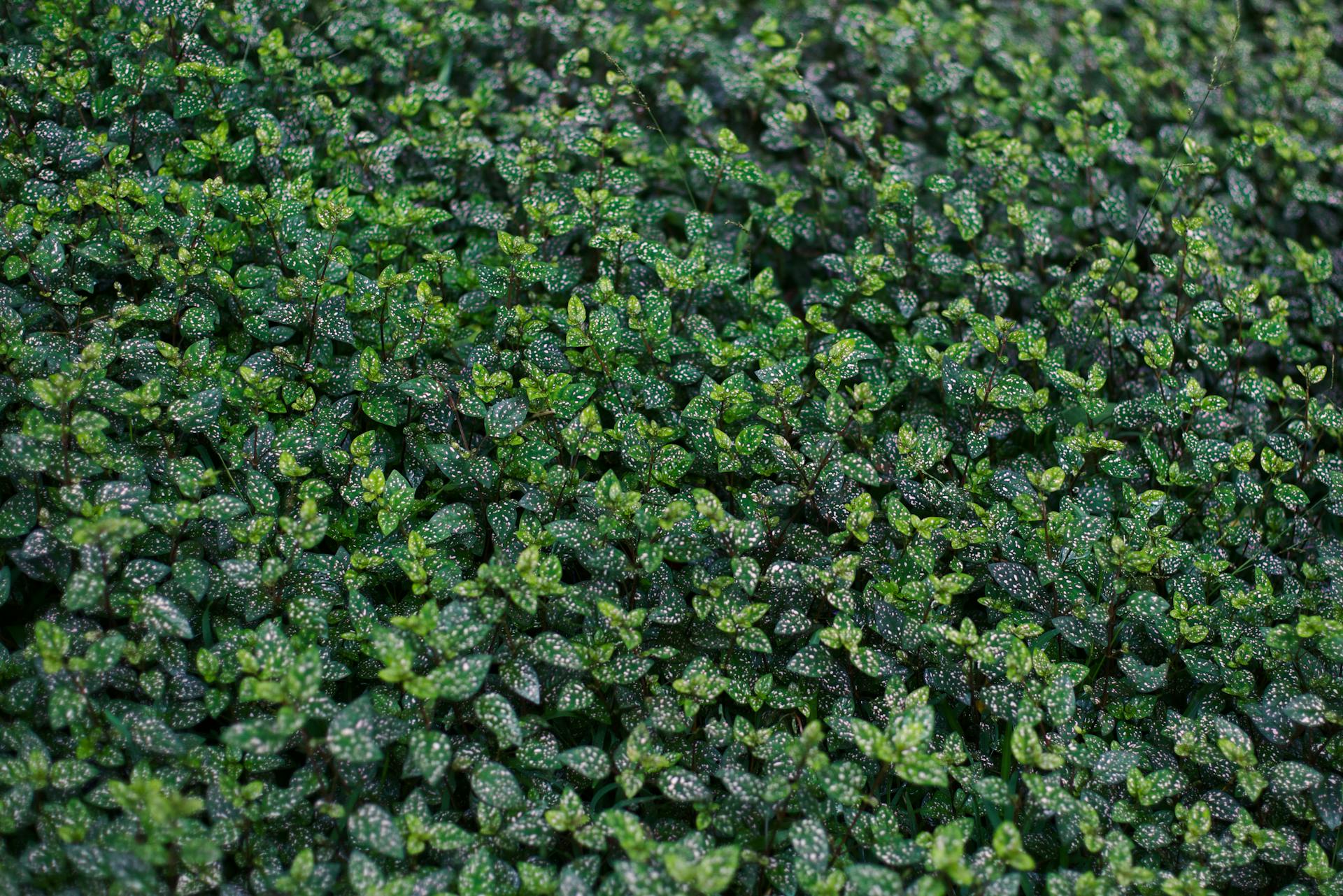 Dense polka dot plant foliage creates a vibrant green garden texture.