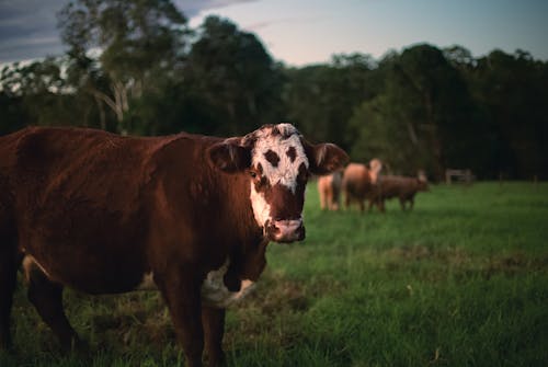 Free A Cow on the Grass  Stock Photo