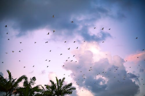 Flying Birds Against a Sunset Sky and Palm Trees 